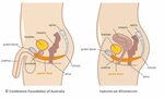 Caché particule Interpréter exercices de kegel homme tempora